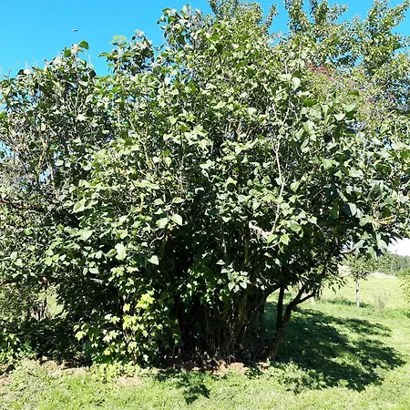 Appartamento Haus Anna Kirchhundem