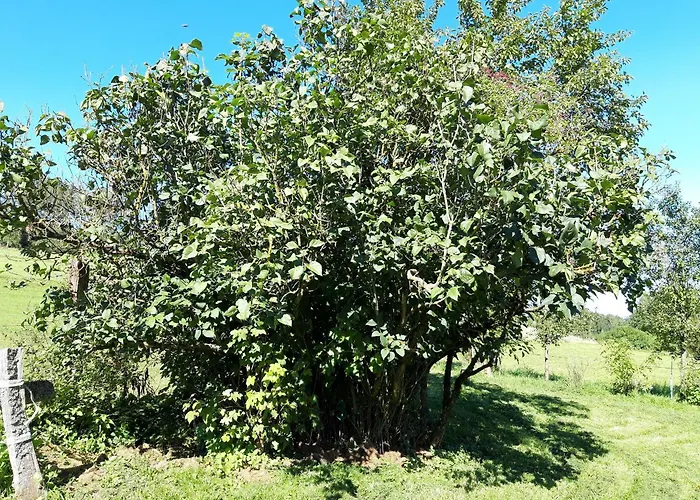 Daire Haus Anna Kirchhundem